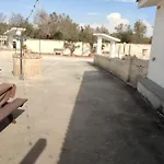 فيلة Scelsa سافا